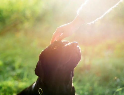 Como funciona a cremação de animais de estimação e quando é uma opção viável?