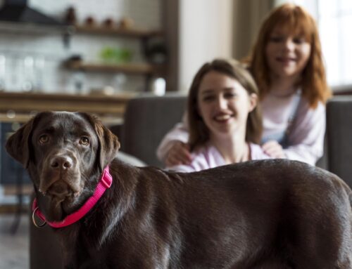 Sepultamento com pets: é possível enterrar animais de estimação junto com seus tutores?