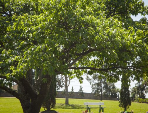 Benefícios de visitar cemitérios arborizados para o bem-estar emocional